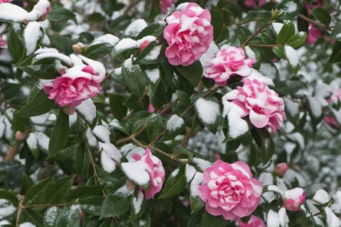 Japanese camellia