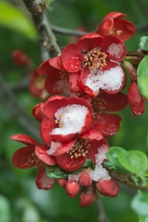 Ornamental quince