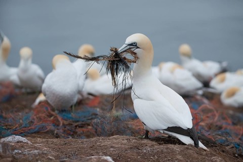 Northern gannet