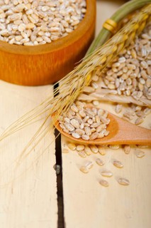 Organic barley grains over rustic wood table macro closeup