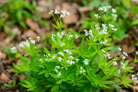 Woodruff