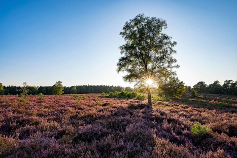 Heathland