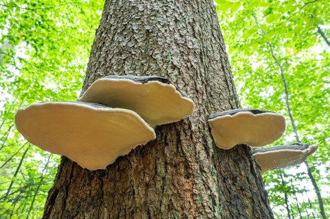 Red banded polypores