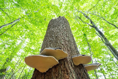 Red banded polypores