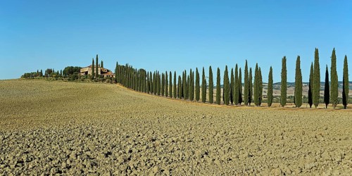 Poggio Covili estate with cypress