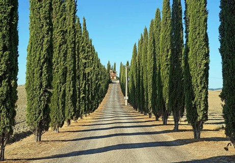 Cypress