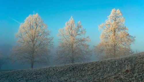 Trees with hoarfrost in winter landscape