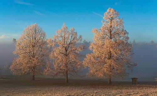 Trees with hoarfrost in winter landscape in the evening light