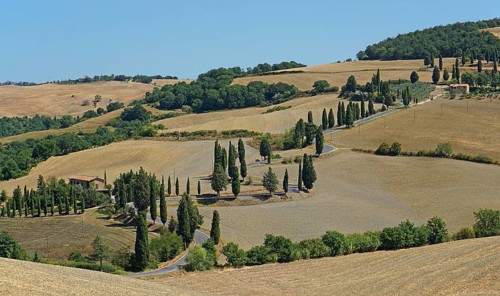 Cypress