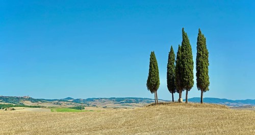 Cypress