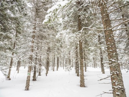 Winter landscape