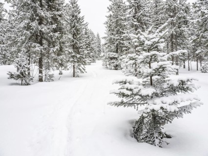 Winter landscape