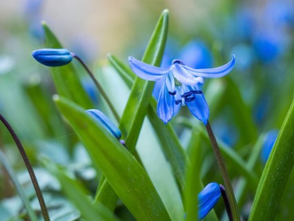 Siberian siberian squill