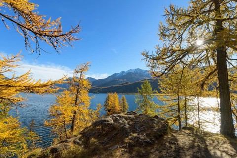 Lake Silsersee with colorful larch trees and sun in autumn