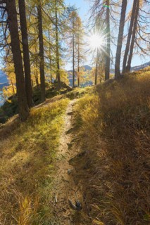 Path with colorful larch trees and sun in autumn