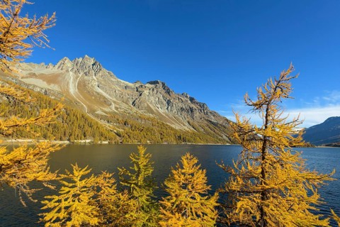 Lake Silsersee with colorful larch trees in autumn