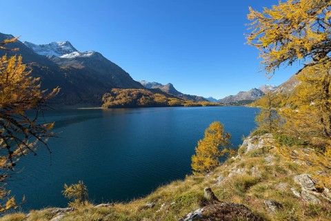 Lake Silsersee with colorful larch trees in autumn