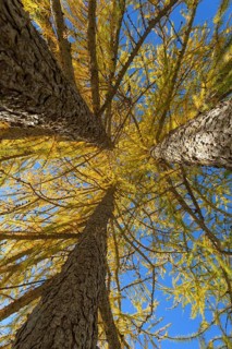 View in the tree tops of a larch tree forest in autumn