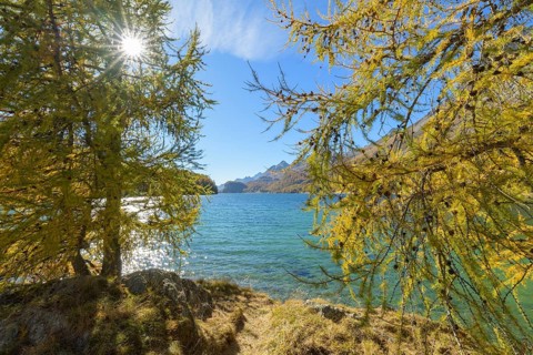 Lake Silsersee with colorful larch trees and sun in autumn