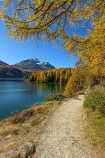 Path with colorful larch trees in autumn