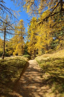 Path with colorful larch trees in autumn