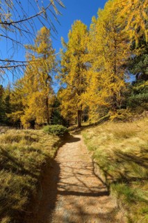 Path with colorful larch trees in autumn
