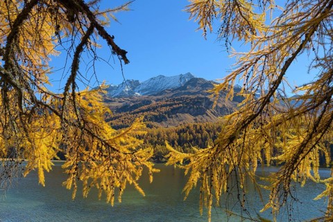 Lake Silsersee with colorful larch trees in autumn