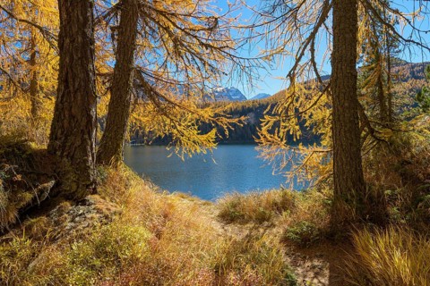 Lake Silsersee with colorful larch trees in autumn