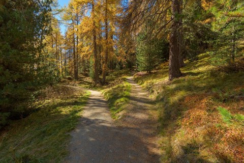 Forked path with colorful larch trees in autumn