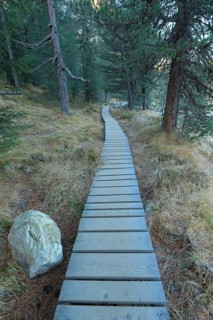 Boardwalk in mountain forest