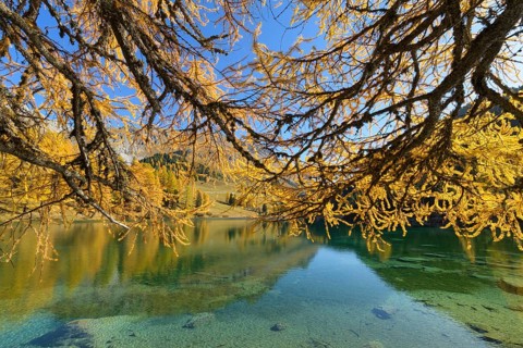 Mountain lake with larch trees in autumn