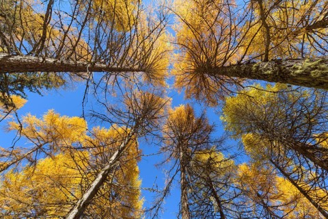 View in the tree tops of a larch tree forest in autumn