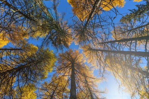 View in the tree tops of a larch tree forest in autumn