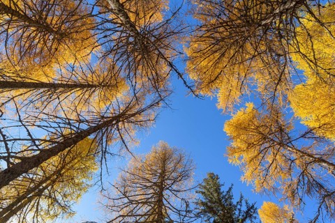 View in the tree tops of a larch tree forest in autumn