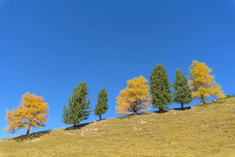 Larch trees in autumn