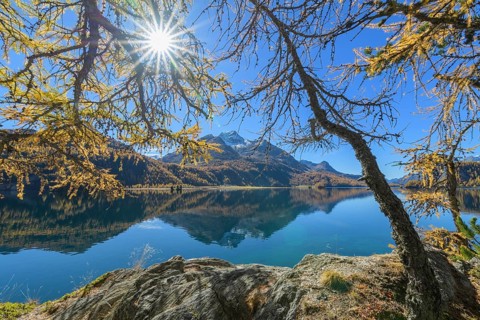 Lake Silsersee with colorful larch trees and sun in autumn