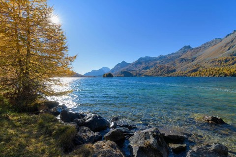Lake Silsersee with colorful larch trees and sun in autumn