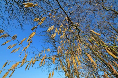 Hazel bush male catkins