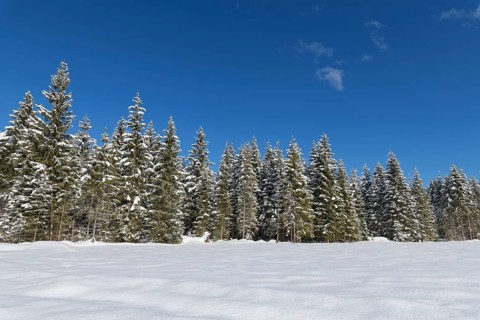 Winter landscape with forest
