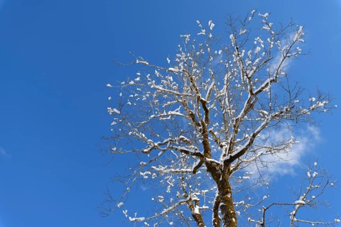 Tree in winter