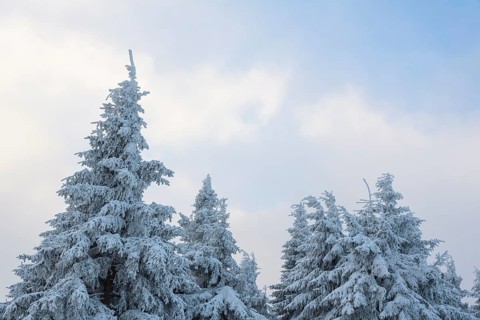 Snow covered fir trees on winter morning