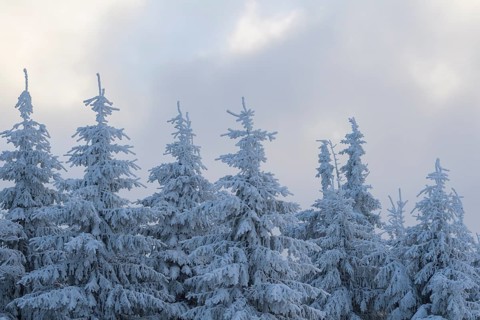 Snow covered fir trees on winter morning