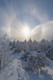 Snow covered coniferous trees with halo and sun in winter