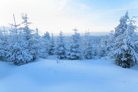 Snow covered coniferous trees at sunset in winter