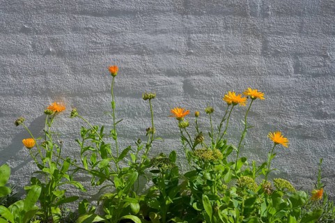 Yellow flowers in front of white brick wall