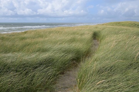 Dune landscape in the summer