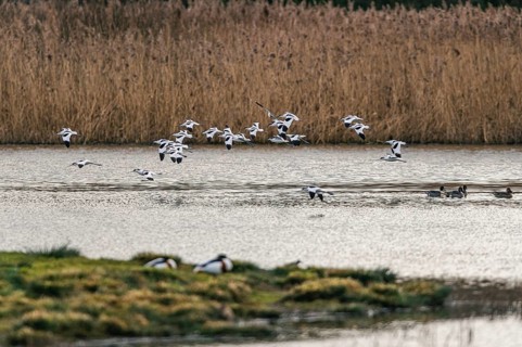 Pied Avocets and Eurasian Wigeons in a flight over Marshland, Devon, England, United Kingdom, Europe