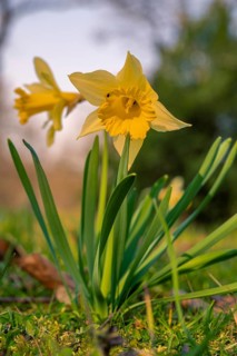 Daffodil