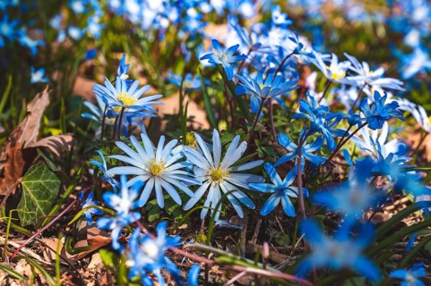 A field of small blue anemone