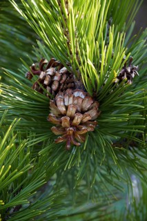 Bosnian pine
